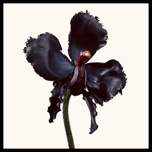 Parfum Réserve d'Orchidée Noire